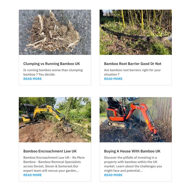 Bamboo Information Somerset