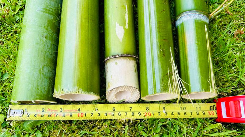 Bamboo Removal Throughout Devon, Dorset, Somerset & Cornwall.